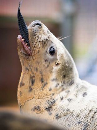 Picture of Feed a seal for a day